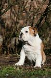 BULLDOG ANGLAIS 050